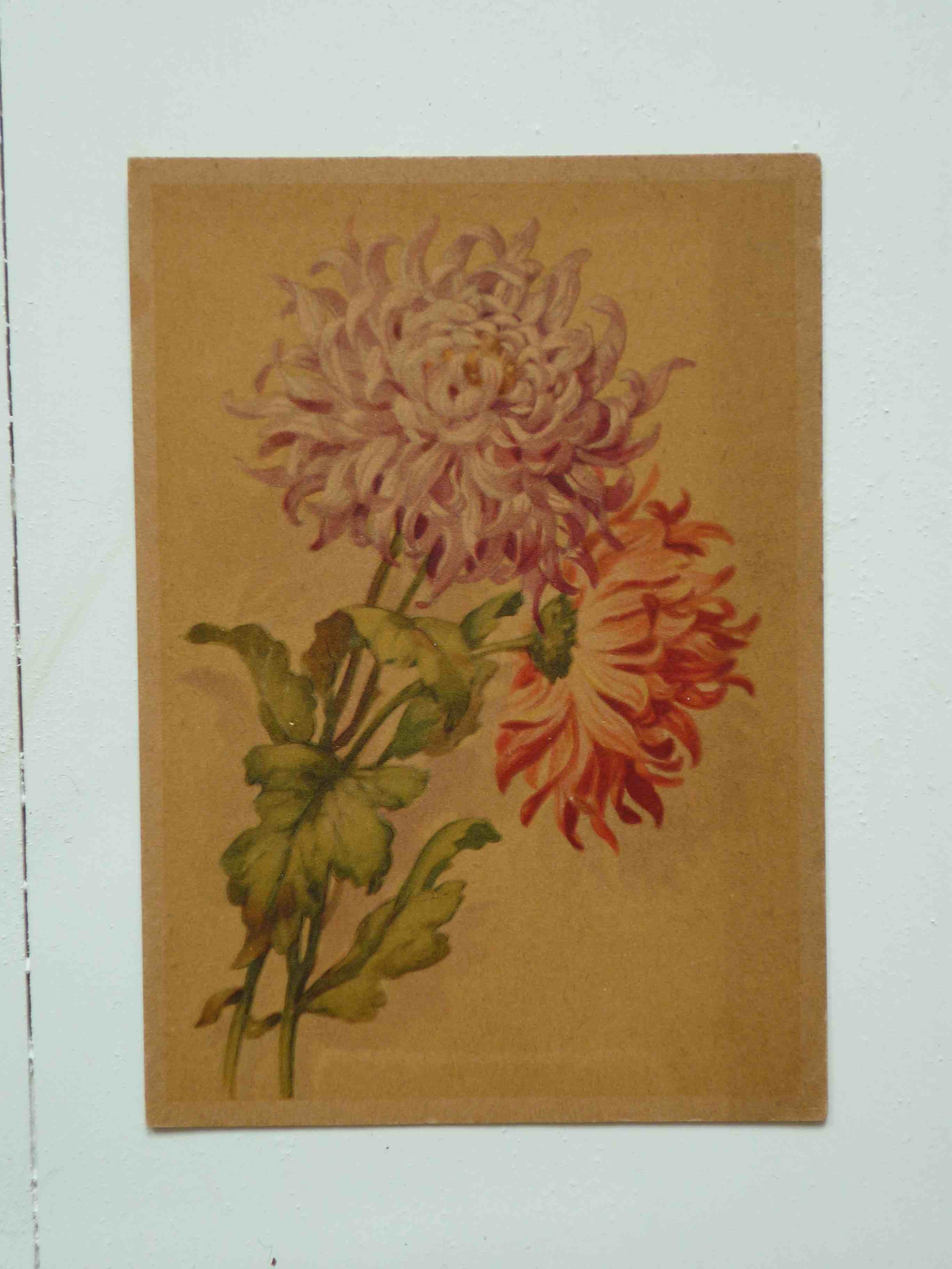 chrysanthemum print